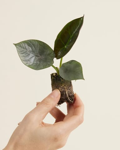 Baby Alocasia Elefantenohr Nebula