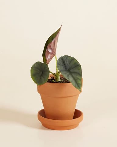 Baby Alocasia Elefantenohr Nebula
