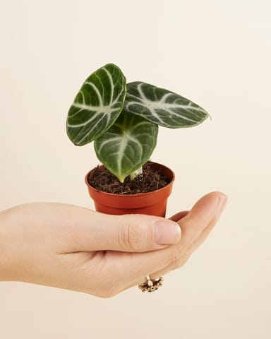 Baby Alocasia Elefantenohr Ninja