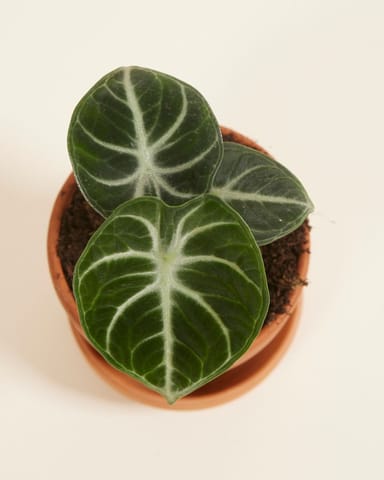Baby Alocasia Elefantenohr Ninja