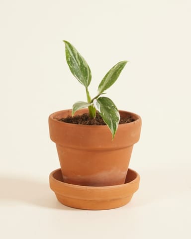 Baby Philodendron Baumfreund White Princess