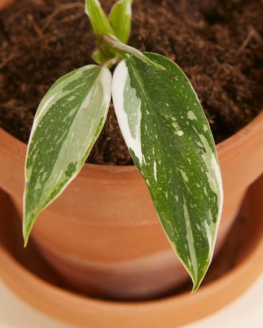 Baby Philodendron Baumfreund White Princess