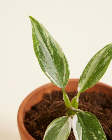 Baby Philodendron Baumfreund White Princess