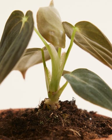 Baby Philodendron Baumfreund Melanochrysum