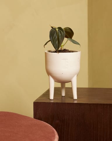 Baby Philodendron Baumfreund Melanochrysum