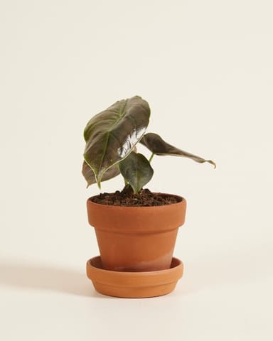 Baby Alocasia Elefantenohr Azlanii