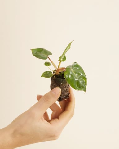Baby Philodendron Baumfreund Billietiae