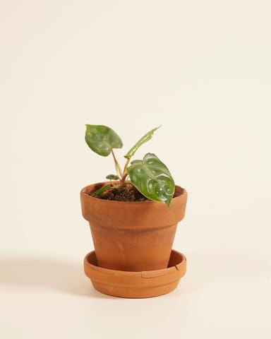 Baby Philodendron Baumfreund Billietiae