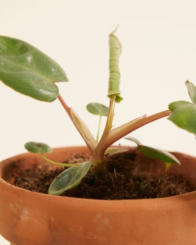 Baby Philodendron Baumfreund Billietiae