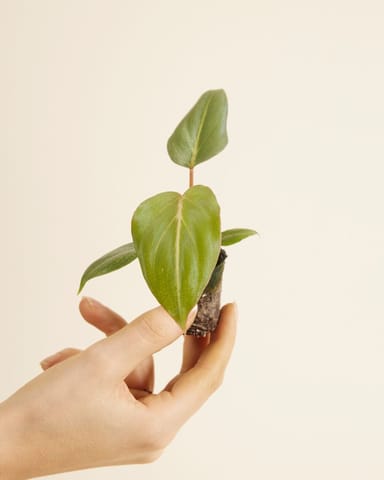 Baby Philodendron Baumfreund Gloriosum (dark form)
