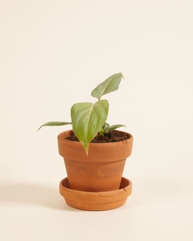 Baby Philodendron Baumfreund Gloriosum (dark form)