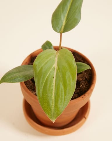 Baby Philodendron Baumfreund Gloriosum (dark form)