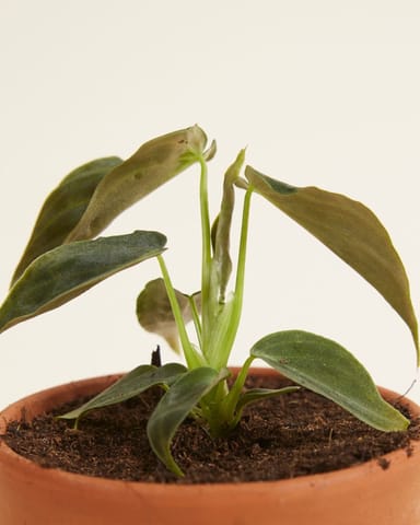 Baby Philodendron Baumfreund Splendid