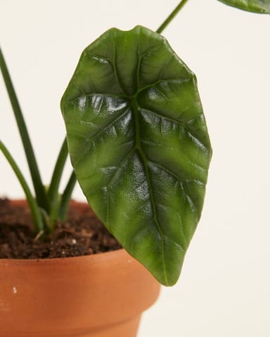 Baby Alocasia Elefantenohr Sinuata