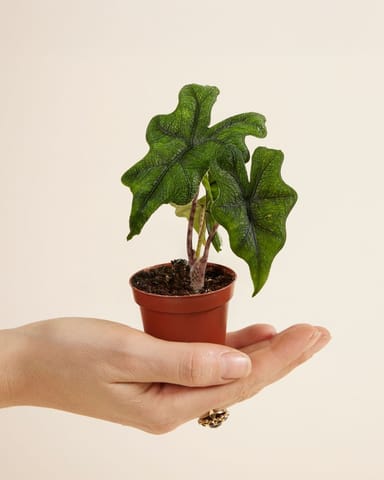 Baby Alocasia Elefantenohr Jacklyn