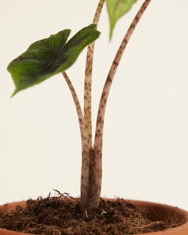 Baby Alocasia Elefantenohr Jacklyn
