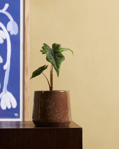 Baby Alocasia Elefantenohr Jacklyn