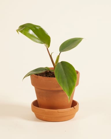 Baby Philodendron Baumfreund Mayoi