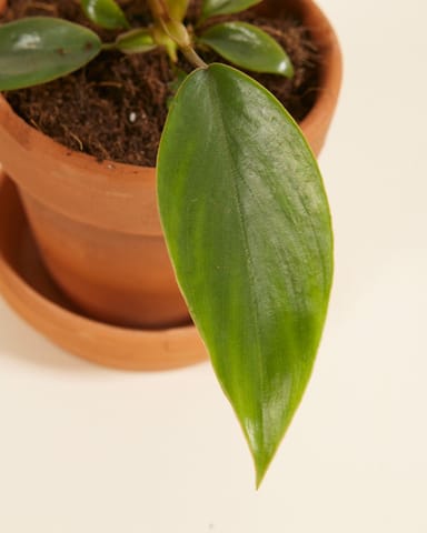 Baby Philodendron Baumfreund Mayoi