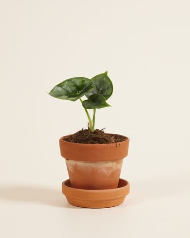Baby Alocasia Elefantenohr Reversa