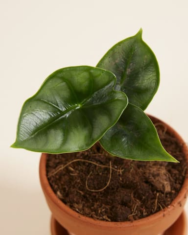 Baby Alocasia Elefantenohr Reversa