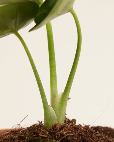 Baby Alocasia Elefantenohr Reversa
