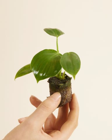 Baby Philodendron Baumfreund Pittieri