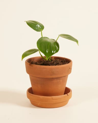 Baby Philodendron Baumfreund Pittieri
