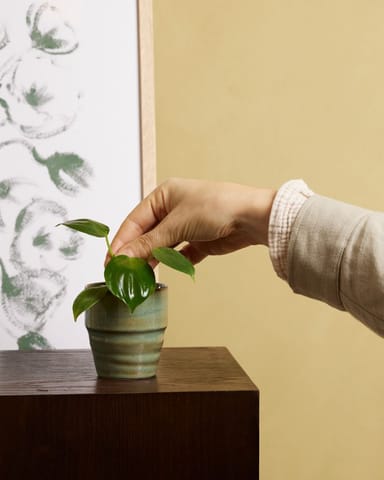 Baby Philodendron Baumfreund Pittieri