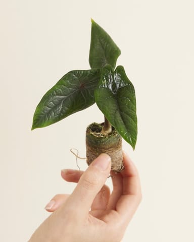 Baby Alocasia Elefantenohr Scalprum