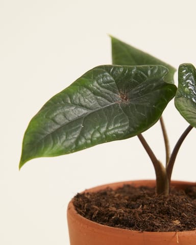 Baby Alocasia Elefantenohr Scalprum