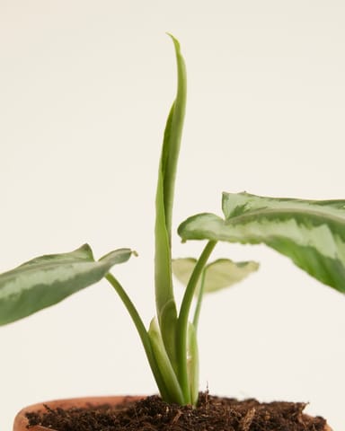 Baby Schismatoglottis Wallichii