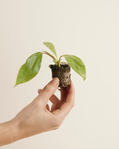 Baby Philodendron Baumfreund Paraiso Verde
