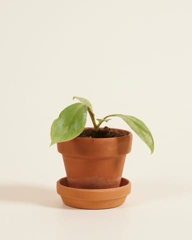 Baby Philodendron Baumfreund Paraiso Verde