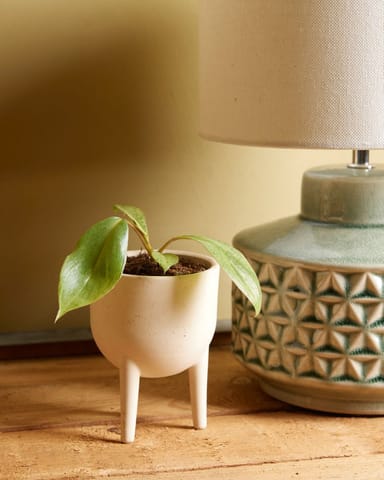 Baby Philodendron Baumfreund Paraiso Verde