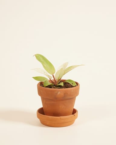 Baby Philodendron Baumfreund Snowdrift