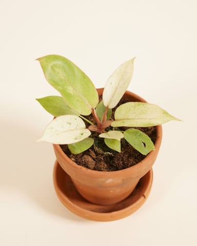 Baby Philodendron Baumfreund Snowdrift