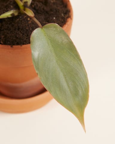 Baby Philodendron Baumfreund Atabapoense