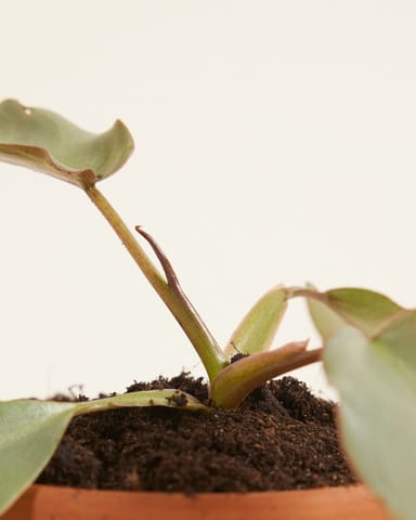 Baby Philodendron Baumfreund Atabapoense