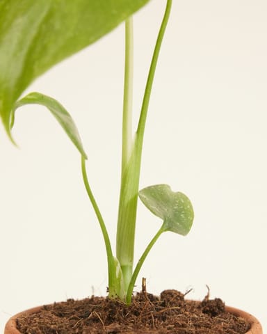 Baby Monstera Fensterblatt Thai Constellation (B-grade)