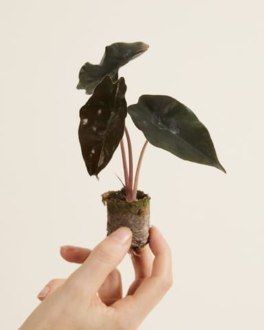 Baby Alocasia Elefantenohr Chantrieri