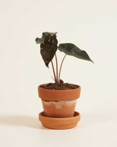Baby Alocasia Elefantenohr Chantrieri