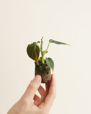 Baby Philodendron Baumfreund Glorious