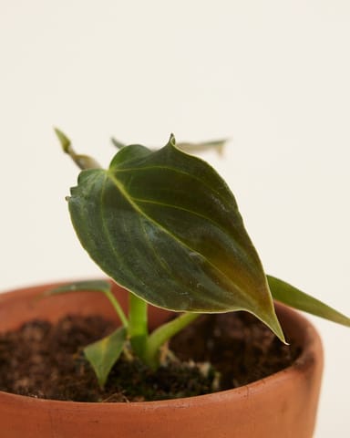 Baby Philodendron Baumfreund Glorious
