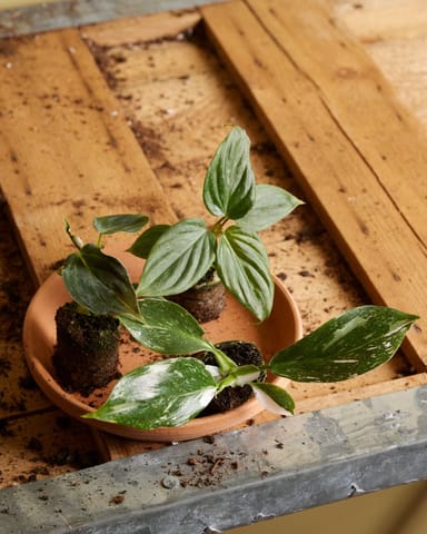 Baby Philodendron Baumfreund Glorious