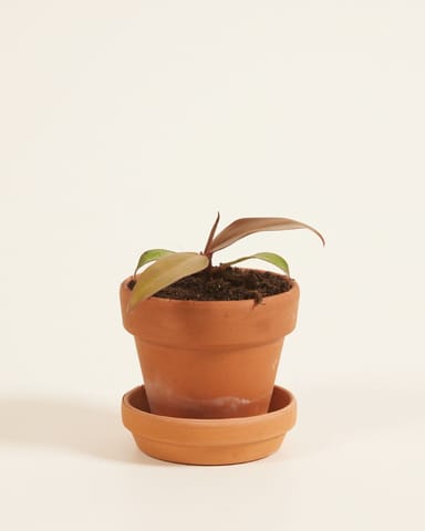 Baby Philodendron Baumfreund McColley's Finale