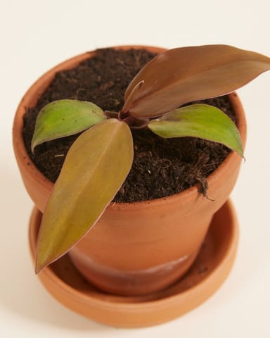 Baby Philodendron Baumfreund McColley's Finale