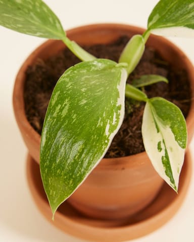 Baby Philodendron Baumfreund Jose Buono