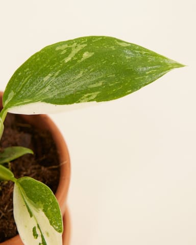 Baby Philodendron Baumfreund Jose Buono