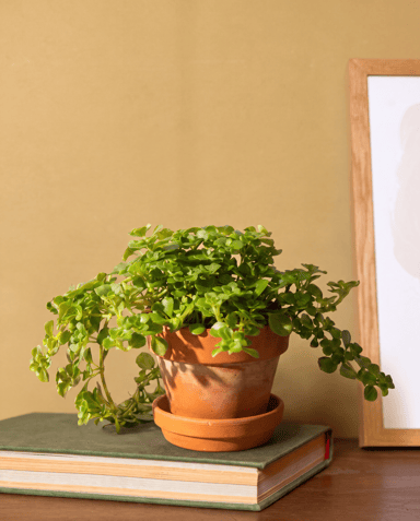 Baby Pilea Pfannkuchenpflanze Depressa